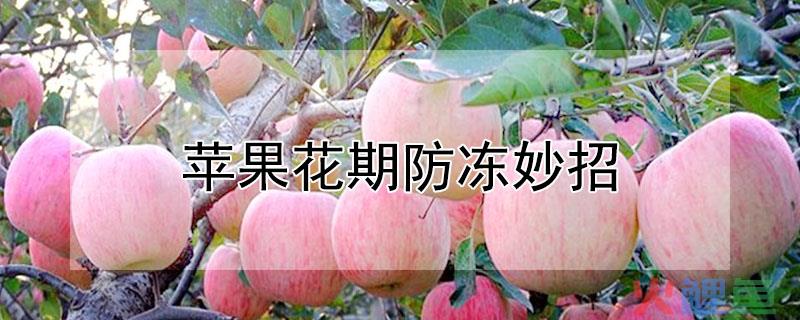 苹果树霜冻病因及防治方法