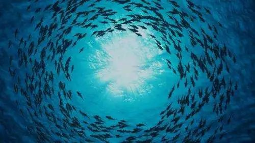 爱库存以鱼群爆发力激发巴拉巴拉消费潜力，驱动销售业绩大爆发