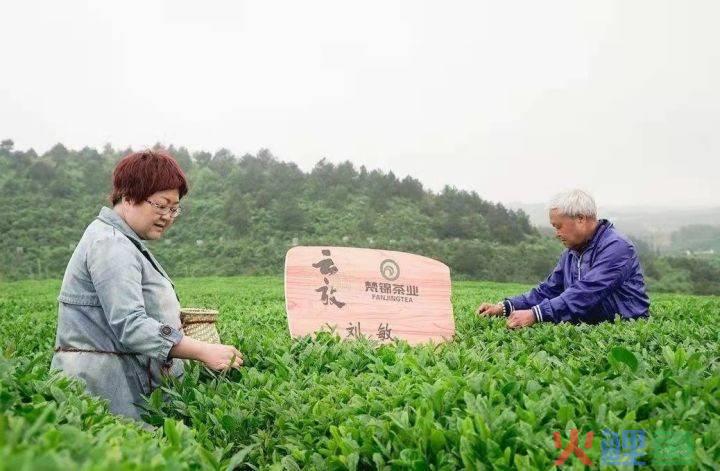 茶园社群新玩法，云放茶园众筹模式厉害在哪里？