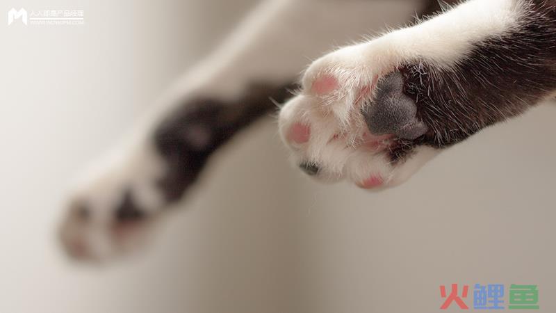  她经济市场下的猫爪杯逻辑