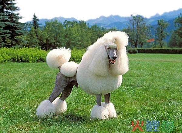 贵宾犬和泰迪的价格 不同的颜色价格相差很多