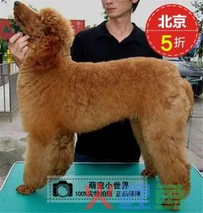 茶杯犬 泰迪犬_茶杯犬在宠物市场营销多少钱_茶杯犬价格多少钱 茶杯犬转让
