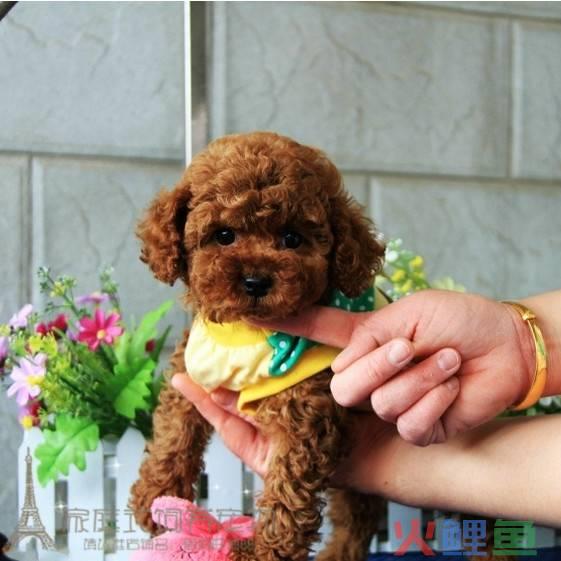 茶杯犬价格多少钱 茶杯犬转让_茶杯犬 泰迪犬_茶杯犬在宠物市场营销多少钱