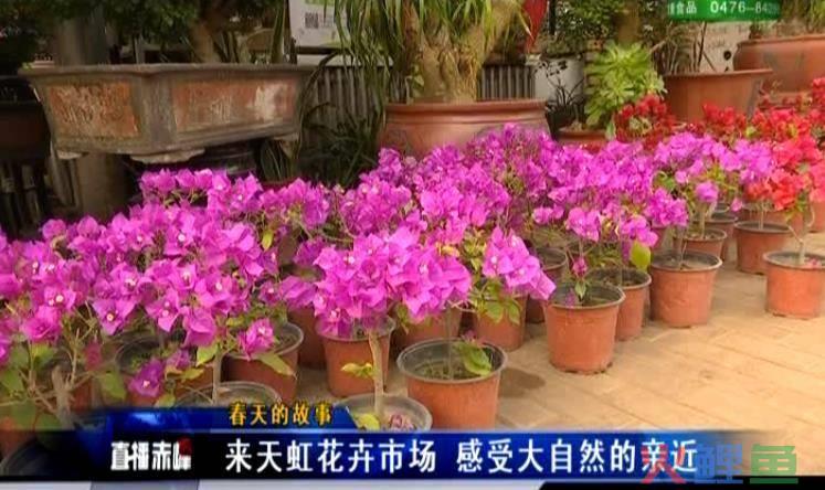 鲜花市场 开业活动_济宁订开业鲜花_鲜花市场 开业活动