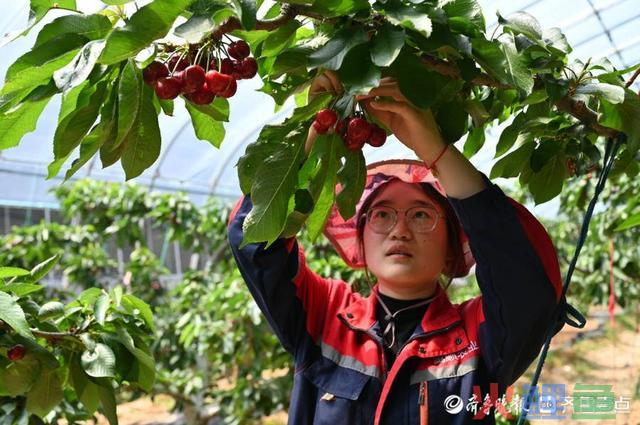 两小时下单万余斤！“甜蜜栖霞 只樱邮你”短视频直播带货节启动