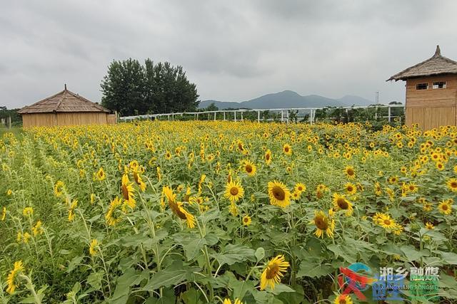 再添网红打卡点 湘乡东郊乡浒洲村向日葵惊艳怒放 