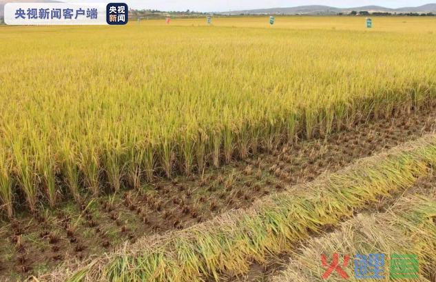 在马达加斯加种植的中国水稻再次实现高产
