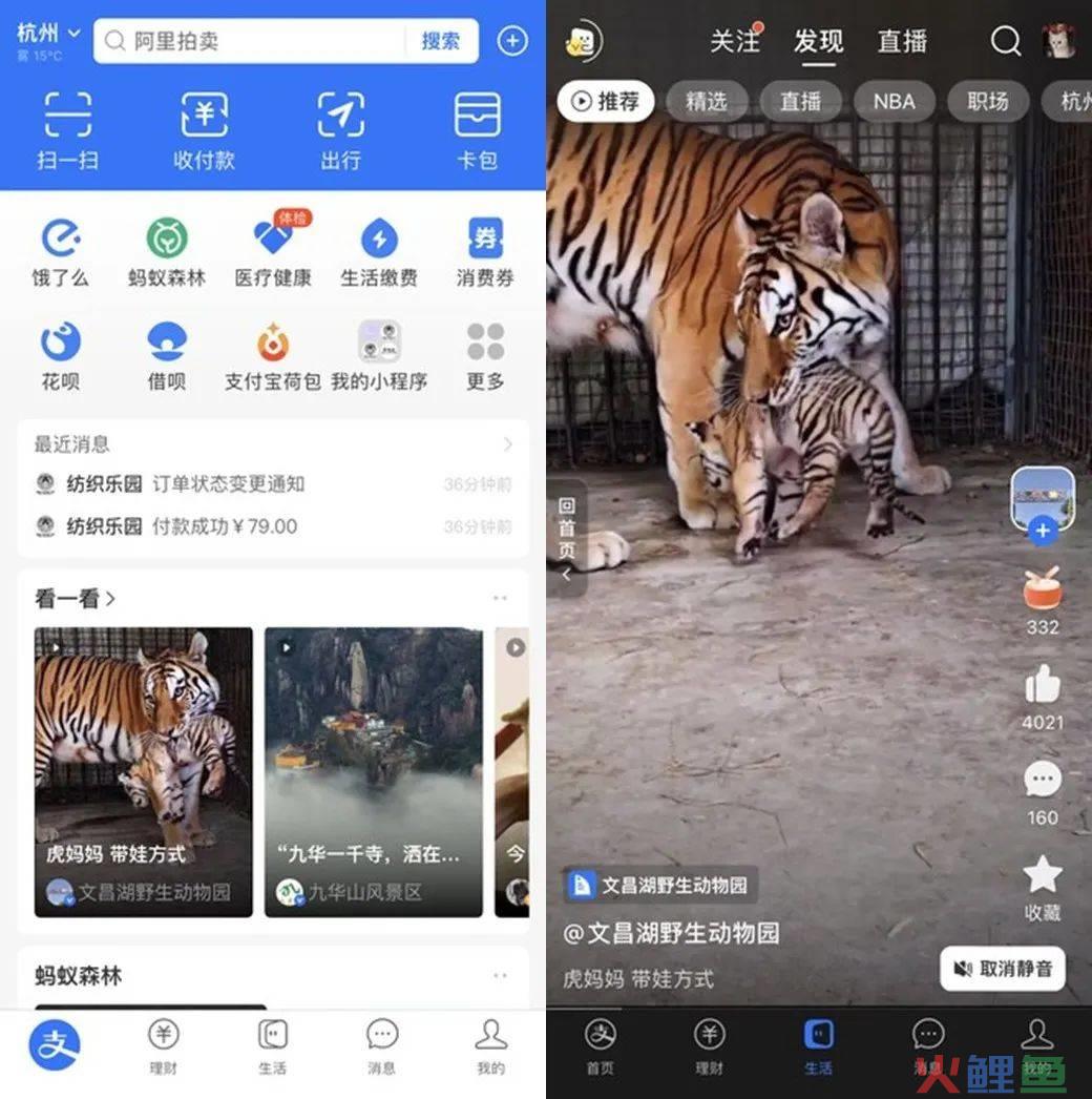 盯上视频+直播，支付宝生活号做得怎么样了？