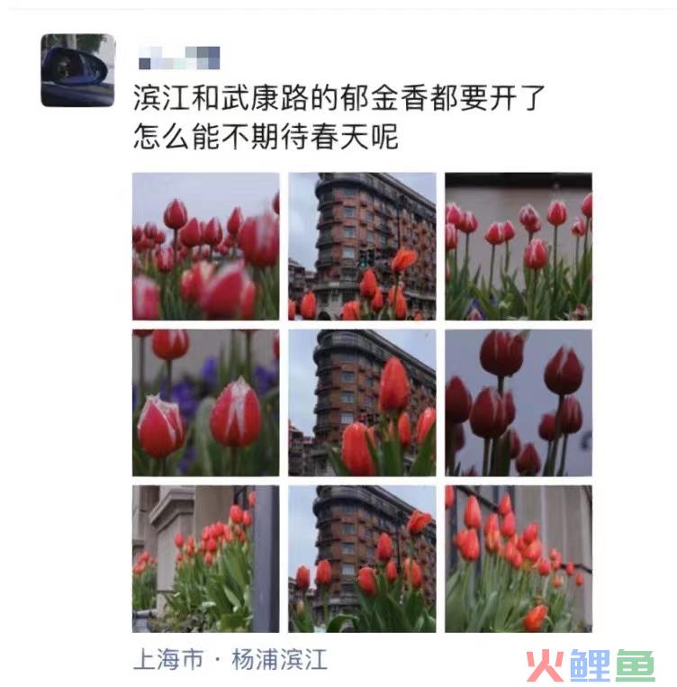 上海武康路郁金香陷“诈骗门”？城市营销别太离谱了