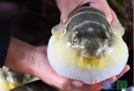 和外卖抢生意，预制菜靠什么科技与狠活？