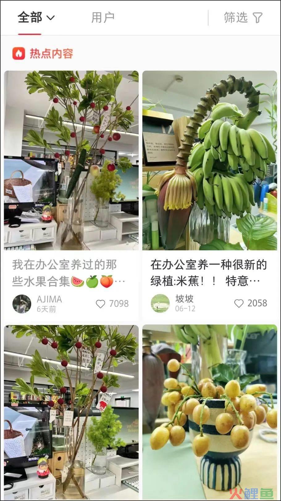 在办公室种“下午茶”，小红书流行“果农”风