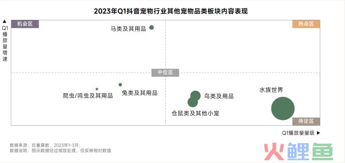 异宠，一场年轻人的单向奔赴