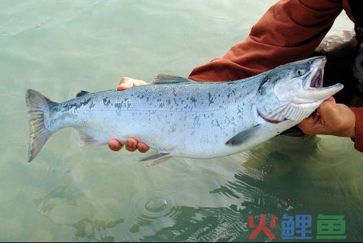 沙漠里养海鲜，新疆海鲜火到海外