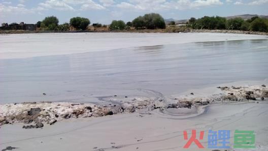 沙漠里养海鲜，新疆海鲜火到海外