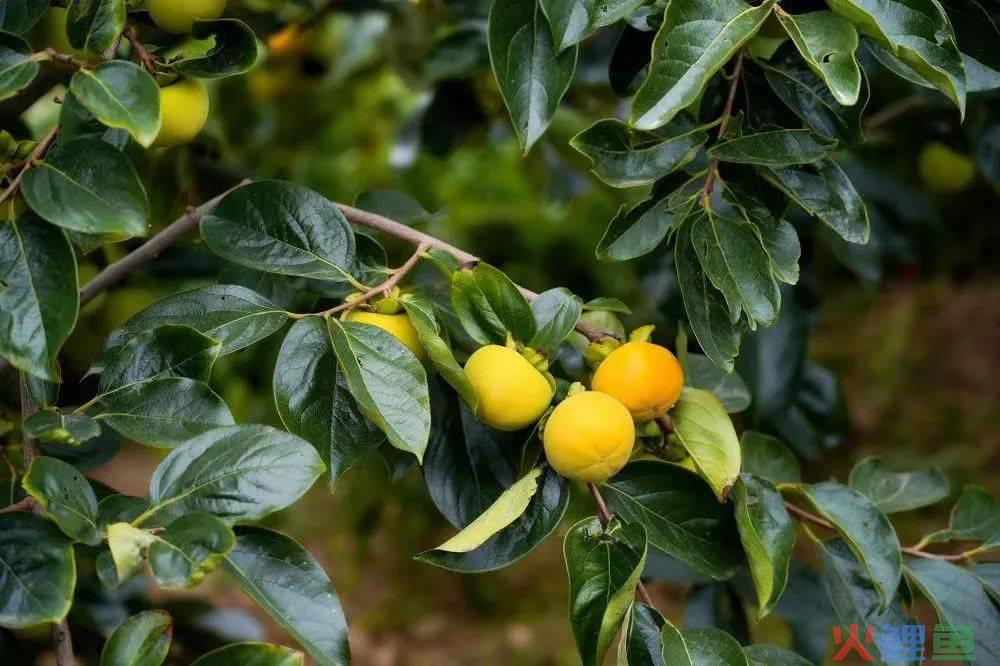 茶饮卷了2年，蜜雪冰城率先开始涨价