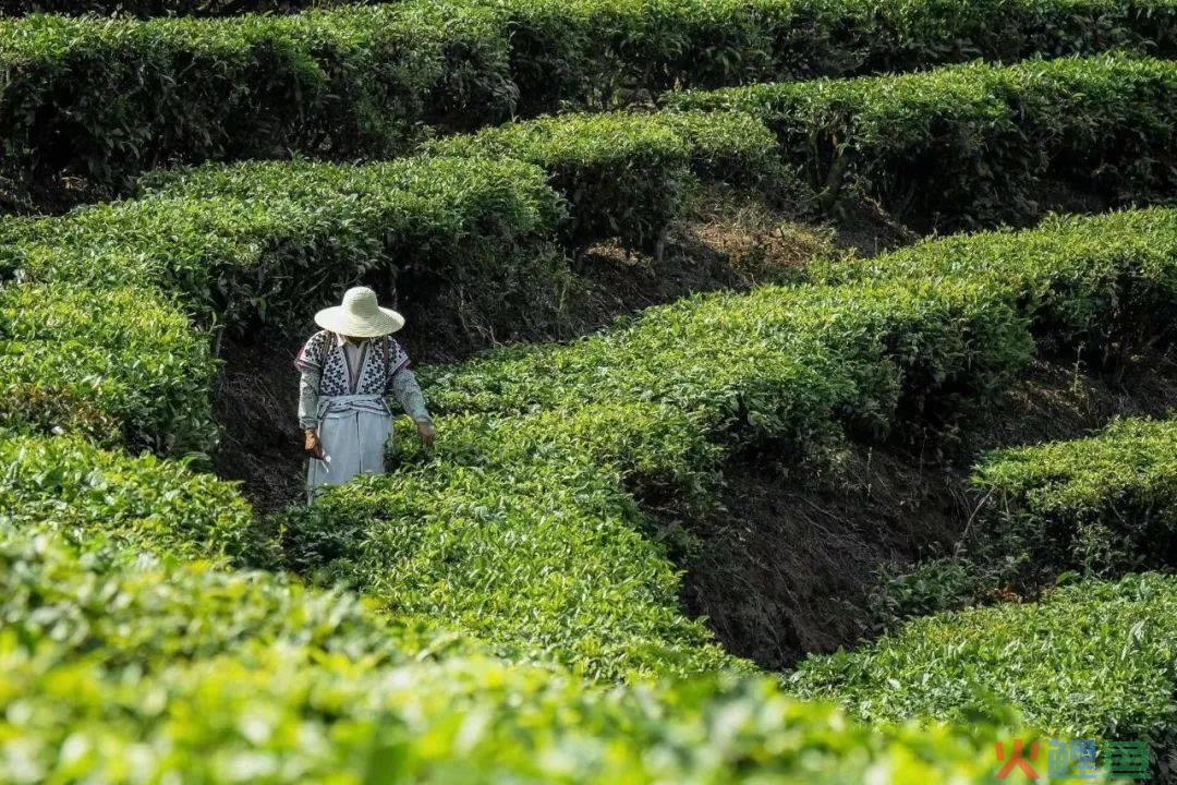 喜茶，不断“坦诚”