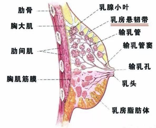 乳房